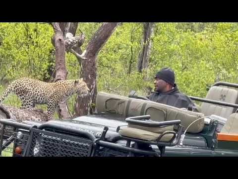 Leopard wants to jump into the car