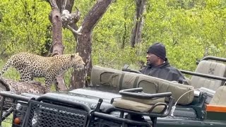 Leopard wants to jump into the car