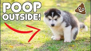 Teach Your Husky Puppy To POOP OUTSIDE!