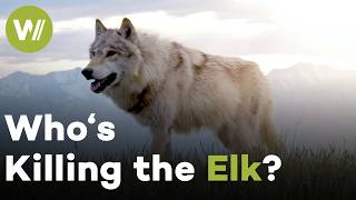The Yellowstone Elk Mystery: The Real Threat Behind the Herd's Collapse (Documentary, 2015)