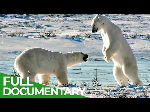 Wildlife's Fight Club When Animals Go To Battle