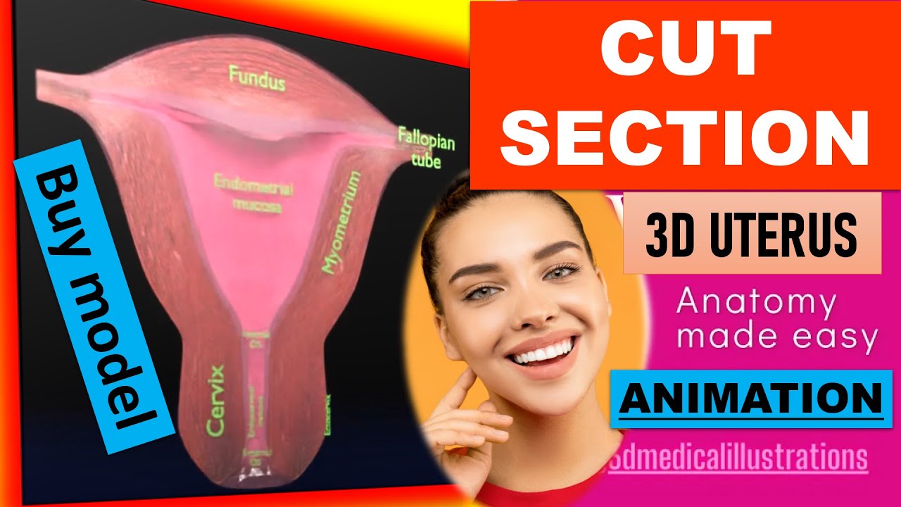 Uterus cut open bisected labelled detail model 3D Model
