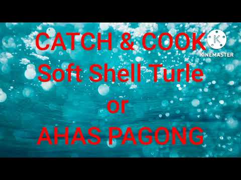 SAMBERARM AIRGUN HOBBIES - CATCH & COOK...CHINESE SOFT SHELL TURTLE o AHAS PAGONG