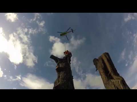 download lagu mp3 mp4 Cheap Tree Removal Auckland, download lagu Cheap Tree Removal Auckland gratis, unduh video klip Cheap Tree Removal Auckland