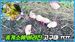 며느리가 휴게소에 갖다버린 고구마... 그 후 7개월...