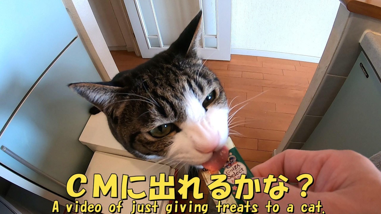 おやつタイムをゆっくりと　CM出れるかな？　暴れ猫/保護猫ハナ♂