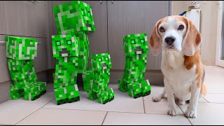 Animations in REAL LIFE vs PUPPY : MINECRAFT CREEPER