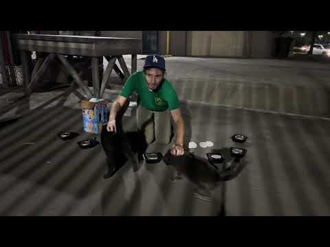 Rosh Hashanah Kitties!