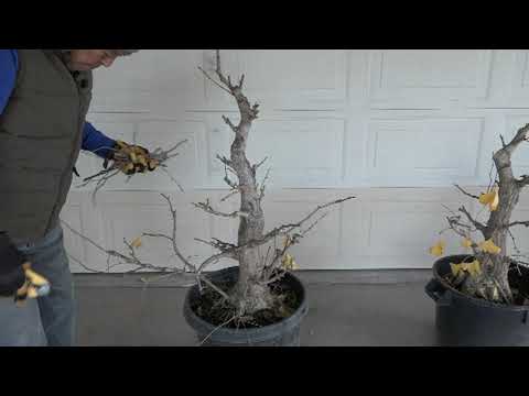 3 BIG GINKO IN DECEMBER 2023