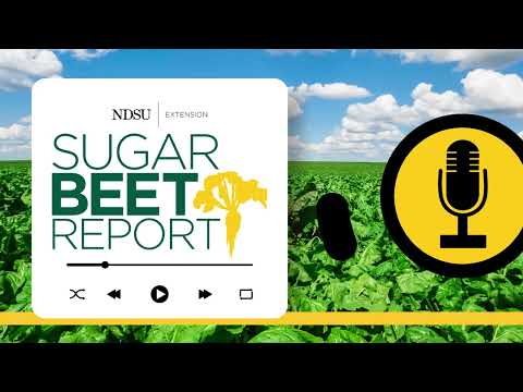 Understanding Rhizomania and its Impact on Sugarbeets - Sugarbeet Report