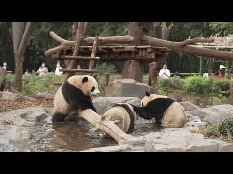 20220319 成都熊猫基地