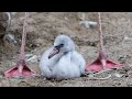 Cute Flamingo Chicks Join The Flock