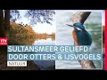 Steeds meer ijsvogels bij het Sultansmeer: 'Waterkwaliteit is heel goed' | ROEG! | RTV Drenthe