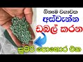 අස්වැන්න දෙගුණ තෙගුන කරන සුපිරි කැට ප�