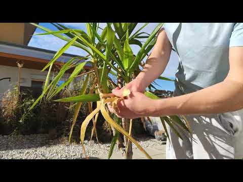 Riesen Palmlilie (Yucca elephantipes) Blätter nach Schaden entfernen