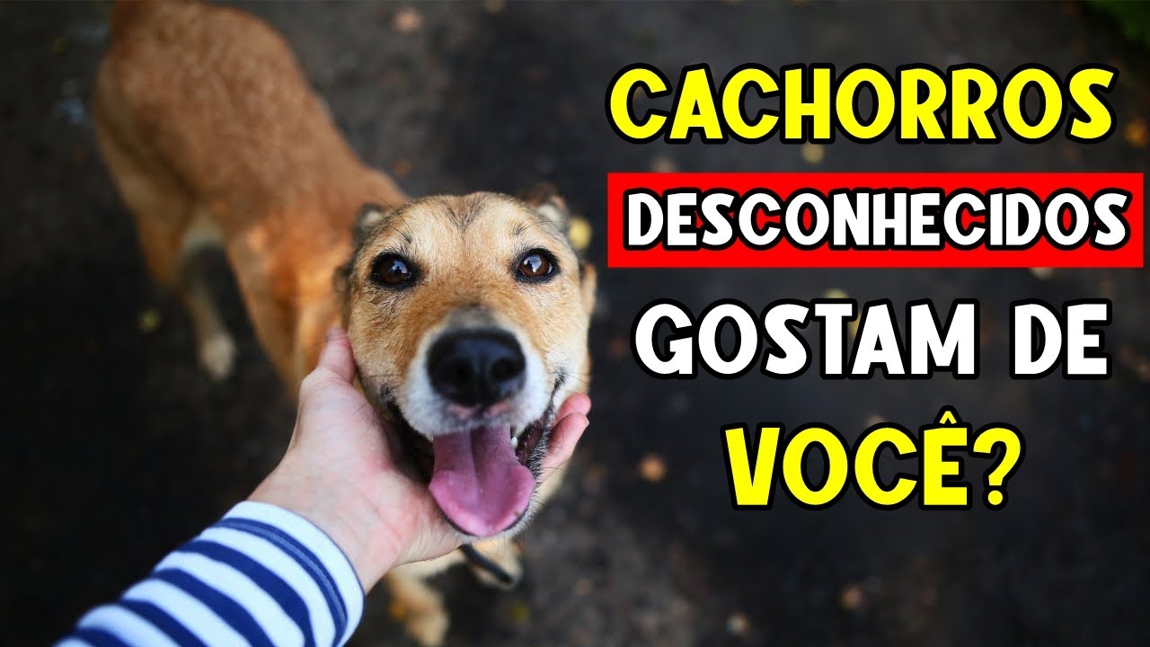 Cachorros DESCONHECIDOS costumam GOSTAR de você? AQUI está o PORQUÊ!