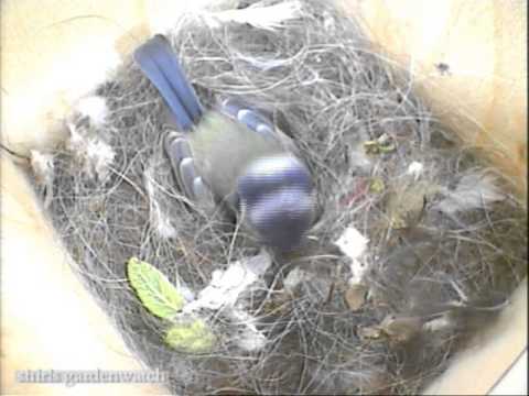 Nestbox Blue Tit female calling for food
