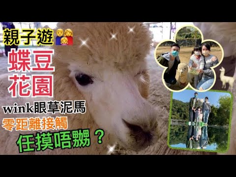 【親子遊】香港好去處｜蝶豆花園｜🦙Wink眼草泥馬｜親親羊駝｜零距離接觸｜任摸唔嬲