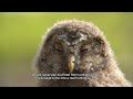 Parcul Natural Apuseni Păsări Răpitoare