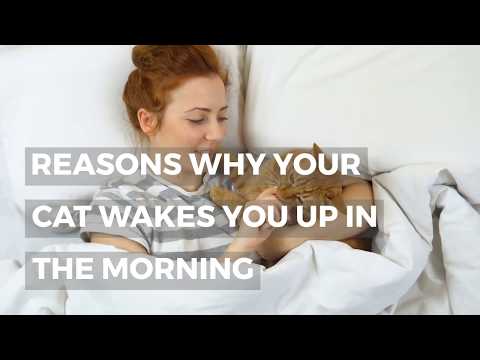 WHY YOUR CAT WAKES YOU UP IN THE MORNING