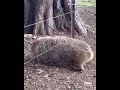 Cute Wombat Finds Relief Scratching Back On Fence