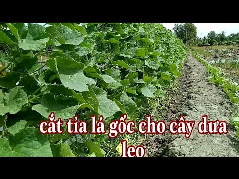 , title : 'Kinh nghiệm cắt tỉa lá gốc cho cây dưa leo /Tâm Thành TV'