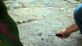 Triple Seven Gun Powder