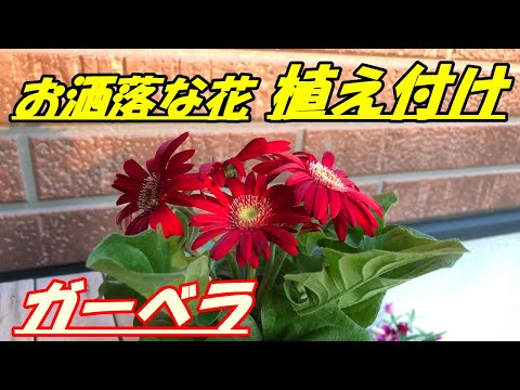 ガーベラの植え方は？雄大な花を育てるために知っておくべきことすべて  庭園