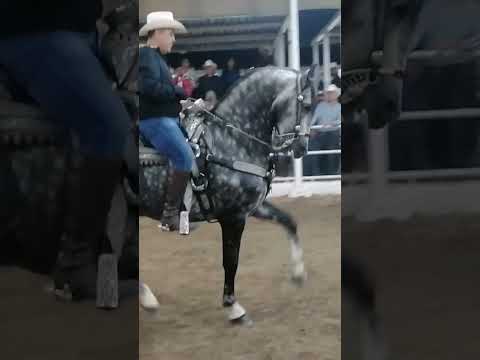 Segundo lugar caballos bailadores Español ExpoGan Sonora 2023 🔥