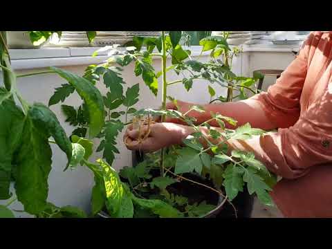 Tomattips 12, Binda upp tomater
