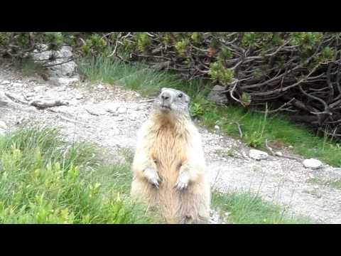 Świstak na Siwej Przeleczy. Tatry Zachodnie
