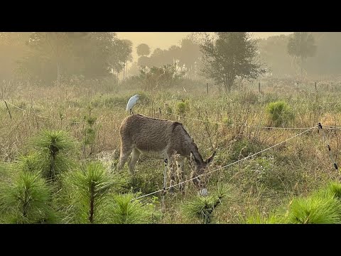 Lemon Zest Mango growing in our sylvopasture agroforestry system