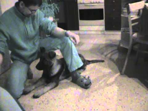 Dex z údolí Úpy - obedience (3,5 months)