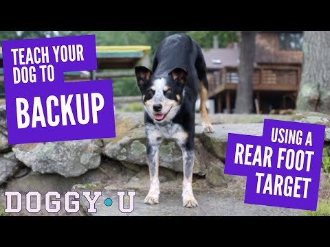 Teach Your Dog to Backup using a Rear Foot Target