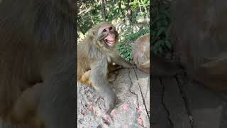 Download lagu Ngapa sih ketawa sendiri... 😃 mp3