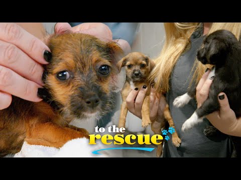 How do you get rescue puppies ready for their new foster? | The Wagmor | To The Rescue