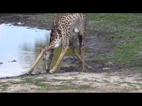 2017/11/07 12h30  Djuma Water Hole~Giraffes bull drinks water~