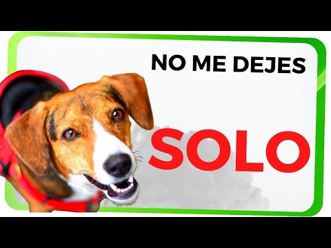 QUÉ ES la ANSIEDAD por SEPARACIÓN en PERROS 🐕 y CÓMO se MANIFIESTA 🤷
