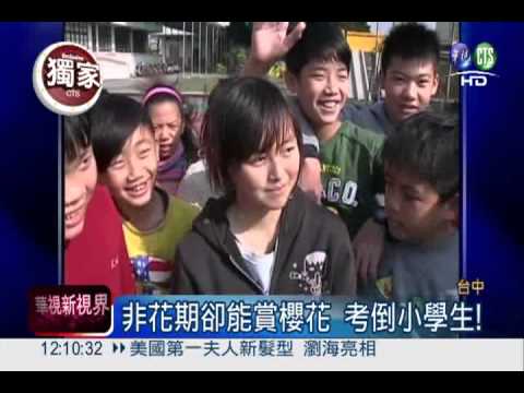 櫻花季非開花期! 小二生好錯亂