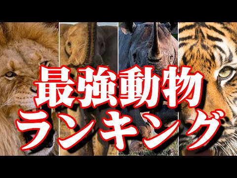世界最大の動物トップ10