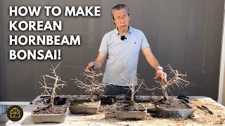 Everything to Know about Making and Caring for Korean Hornbeam Bonsai