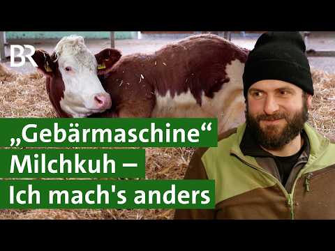 Längere Kälberpause für Milchkühe: Automatisch weniger Milch? | Unser Land | BR