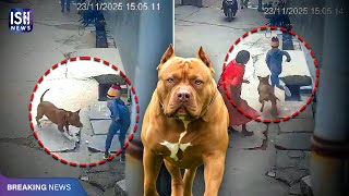 Delhi Shock: Pet Pit Bull Tears Off Six-Year-Old Boy’s Ear