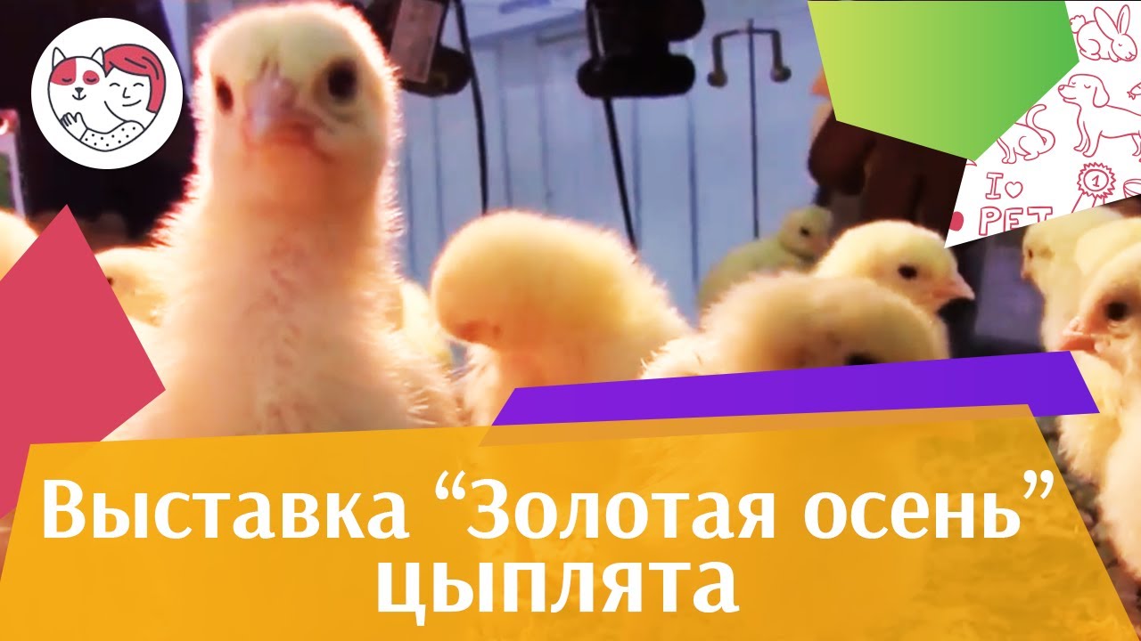 ЦЫПЛЯТА Агропромышленная выставка Золотая осень 2016 iLikePet