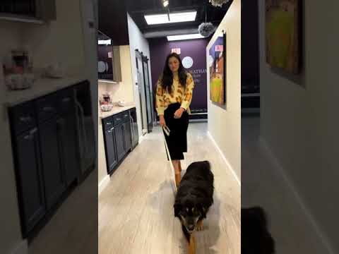 Our K-9 Realtor® Bruno and his mom Lydia walk the runway like pros 🤩 They have some Swag! #Shorts