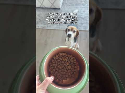 Wellness CORE+ Dry Dog Food