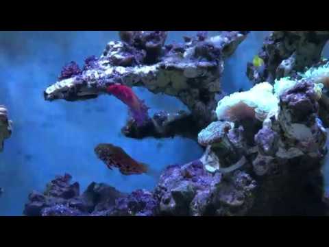 Dreaming Reef Ep 19 (Fairy Wrasses)