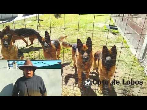 download lagu mp3 mp4 Criadero De Perros Pastor Aleman, download lagu Criadero De Perros Pastor Aleman gratis, unduh video klip Criadero De Perros Pastor Aleman