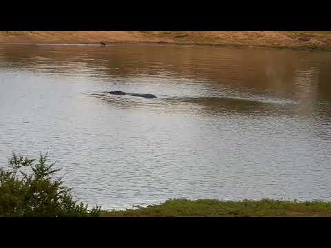 Djuma: Hippo with some barrel rolls - 16:41 - 11/23/2022