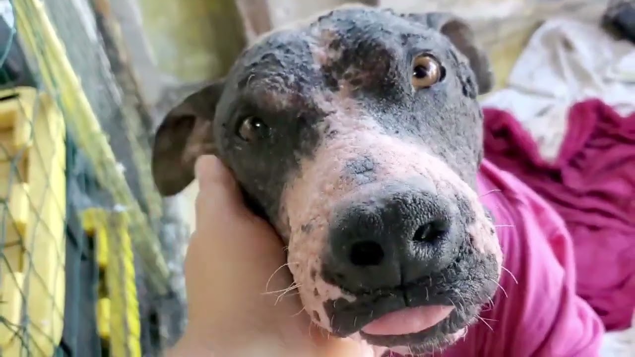 Enlarge Grayson, a ADOPTABLE mixed breed in Encinitas, CA video 6/6